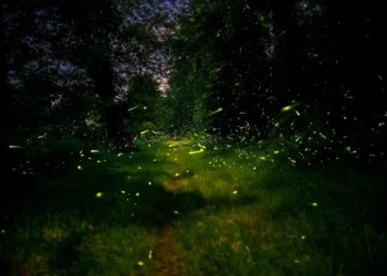 ES pradėjo tyrimą dėl „Snapchat“: kyla klausimų, ar platforma pakankamai saugo nepilnamečius