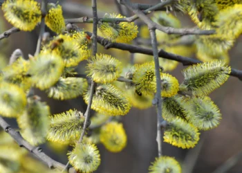 Orai Lietuvoje po Velykų